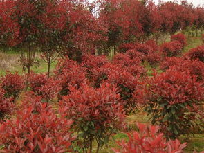 影响因素：那些决定红叶石楠身高的秘密