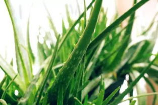 选对品种， 顺势而为