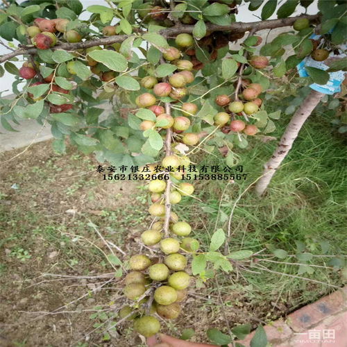 钙果品种大盘点