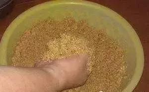 杏核催芽方法详解