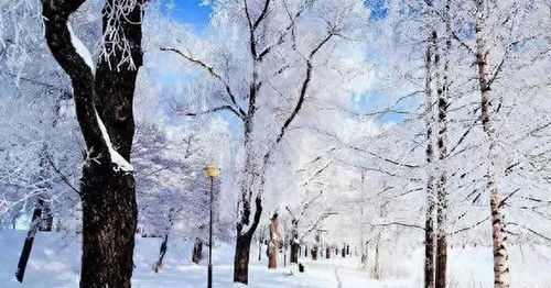 常德冬天低温， 抗冻品种种植指南