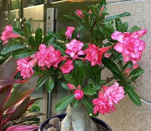 玫瑰红：爱情的使者