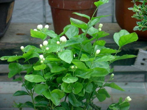 种子的月份大讲究