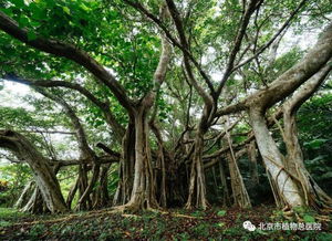 植物如何长出气生根？这其中的奥秘是什么