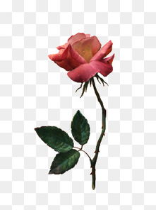 如何正确修剪玫瑰花枝， 延长花期的小技巧