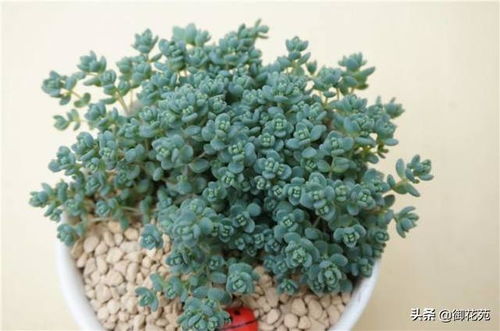 姬星美人种植需要注意哪些栽培技术要点