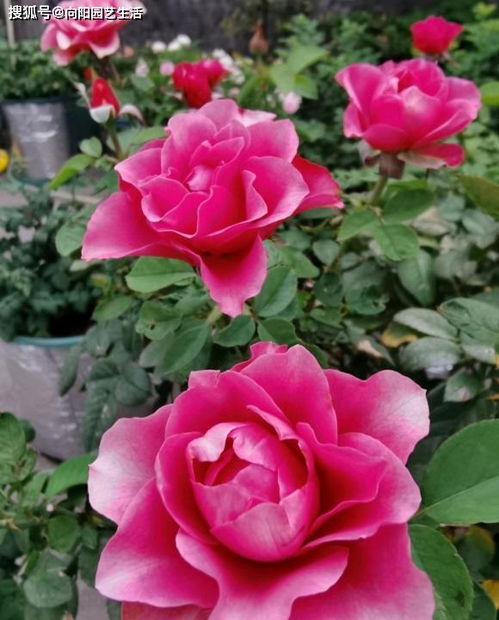 月季地栽施肥那些事儿