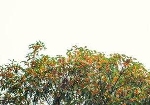 室内养护的小技巧