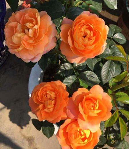 我家的阳台月季品种分享