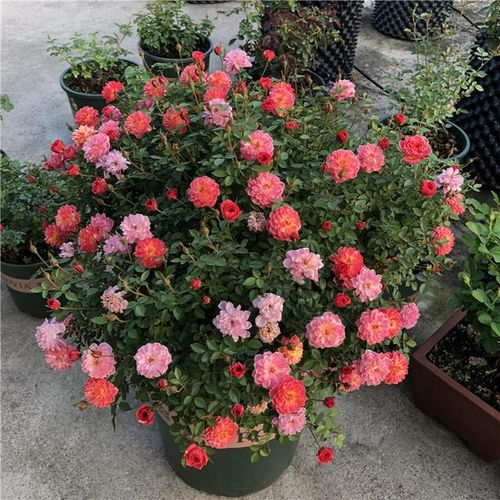 月季开花，让你欣赏美丽风景