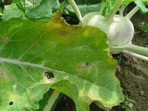 防治作物病害， 效果杠杠的