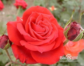 月季， 五彩缤纷的花中皇后