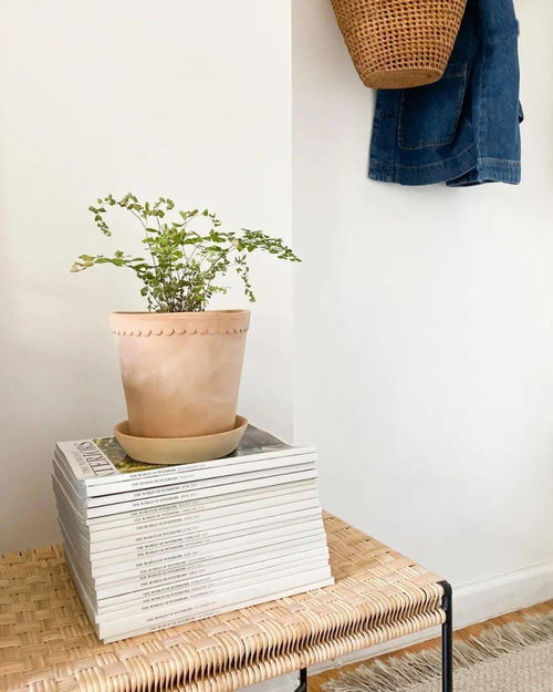 一、 小空间月季的美丽潜力