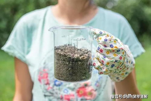 花园中的自然平衡师：碱性蔬菜的力量