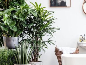 棕榈科植物：叶片宽大， 仿佛绿色大伞