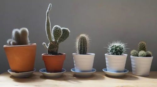 客厅篇：生机勃勃的绿意