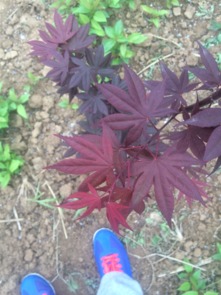 三季红红枫：不适合广东的“外来客”