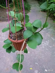 剪掉枯叶， 让它呼吸新鲜空气