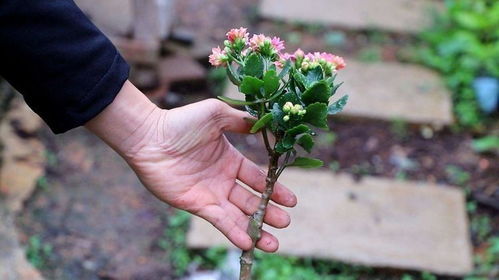 桂花原生和嫁接方法有何不同？原生桂花与嫁接桂花有哪些区别
