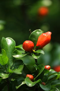 石榴花的美丽绽放