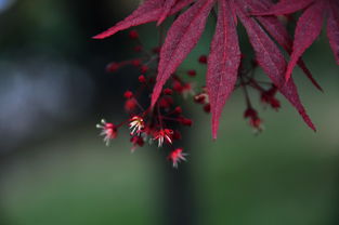 红枫：独特的花材，生日送礼的新选择？
