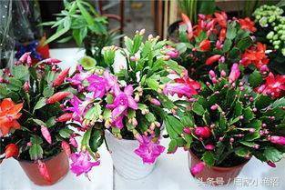 温度小讲究， 蟹爪兰的过冬保障