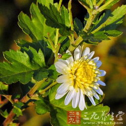 植物小百科：在植物学分类上属于菊科、菊属、某种植物