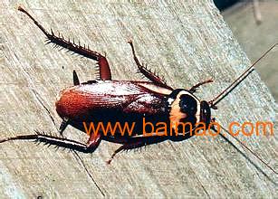 蟑螂防治：喷洒的技巧