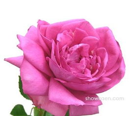 纯色选育， 红斑与浓香并存