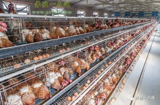 产蛋鸡饲料中粗蛋白含量对蛋鸡影响大吗？蛋鸡常用的蛋白质饲料有哪些？如何选用？