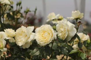 花开为什么嫩开这么久