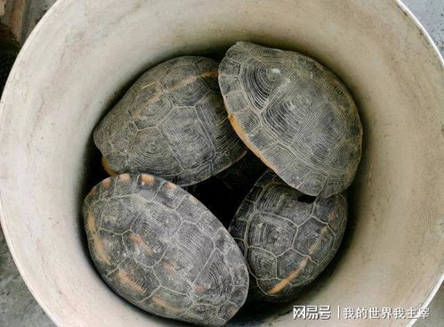 山乌龟功效显著，但过量使用可能导致中毒