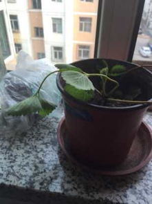 草莓苗叶子枯萎了还能救活吗？如何挽救枯萎的草莓苗叶子？