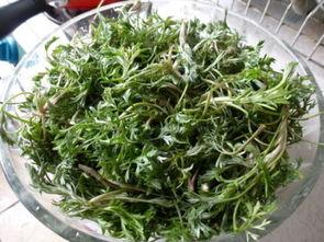 白蒿怎么吃最有效？功效与作用有哪些