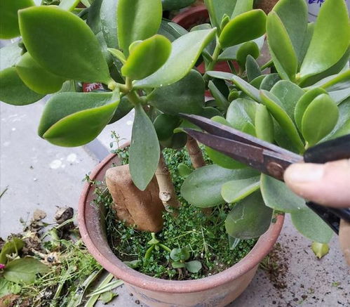 茶花枝条过长，剪对是关键！