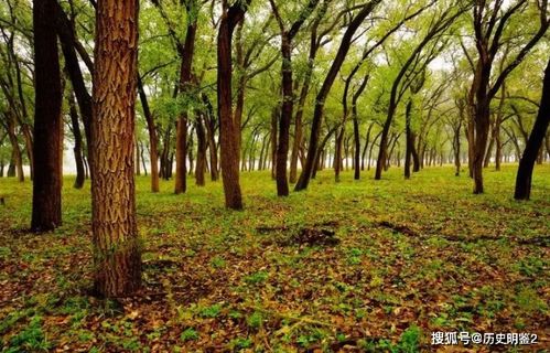 修剪枝叶， 减少繁殖