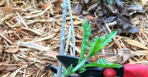 彩色草修剪方法有哪些？如何正确修剪多彩草以保持其美观