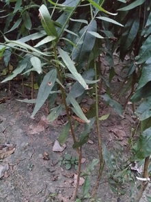 乙草胺：桃树苗的“双刃剑”？