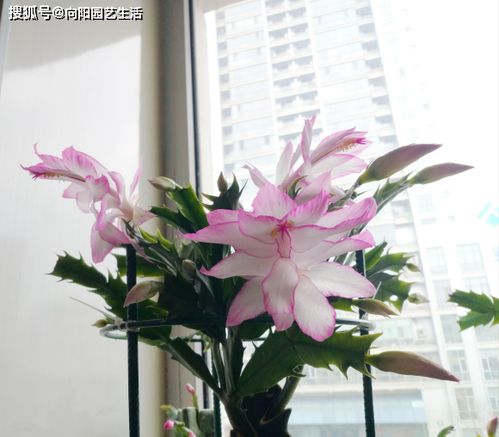 蟹爪兰生长温度是多少度？螃蟹兰适宜生长的温度范围是多少呢