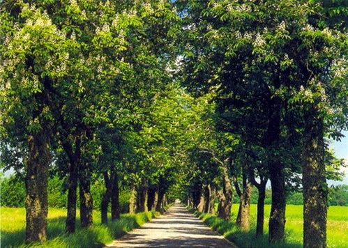 日常巡查与保护：守护城市绿脉