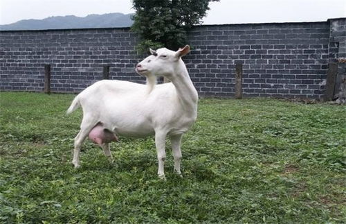 如何提高羊的养殖产量？