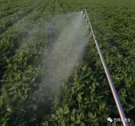 多效唑，那个好东西