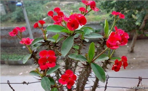 延长花期的小窍门