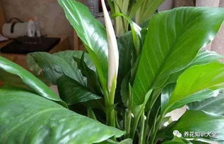 找出原因，对症下药