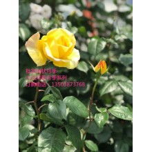 中国月季之乡， 名不虚传