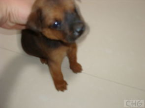 咸阳文兴路盛林花卉市场狗市探秘