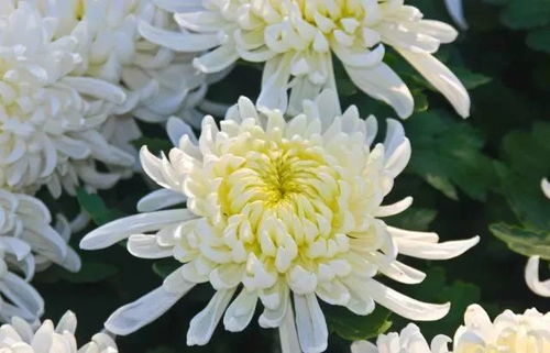 菊花未绽放，花蕊何所藏