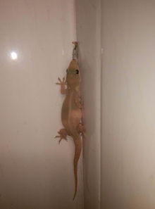 意外发现， 壁虎与杀虫剂的遭遇