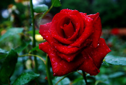 粉玛卡和白玛卡， 美得让人分不清