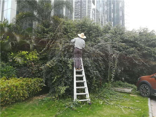 浇水，要让树木喝饱饱